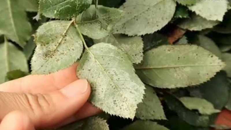 TOP 2 THUỐC TRỊ NHỆN ĐỎ HẠI HOA HỒNG