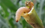 PHÒNG TRỪ SÂU ĐỤC THÂN HẠI LÚA