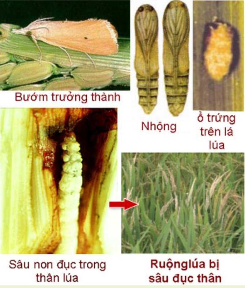 QUẢN LÝ SÂU ĐỤC THÂN TRÊN LÚA HIỆU QUẢ