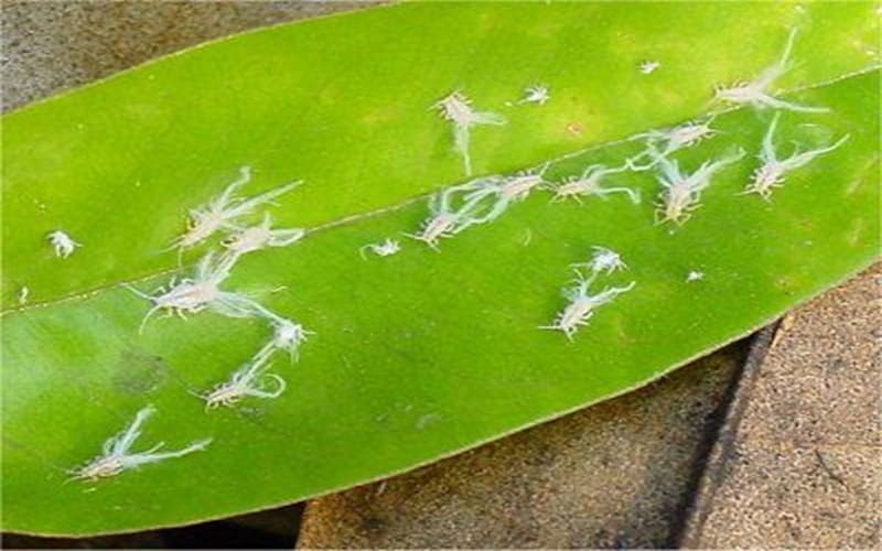 RẦY NHẢY LÀ GÌ ? THUỐC TRỊ RẦY NHẢY HIỆU QUẢ NHẤT THỊ TRƯỜNG HIỆN NAY