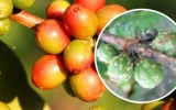 KINH NGHIỆM PHÒNG TRỪ TUYẾN TRÙNG, RỆP SÁP HẠI CÀ PHÊ VỚI SIÊU PHẨM THIBIGENT 4GR