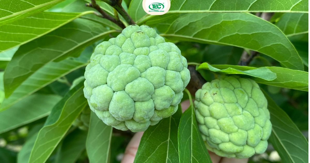 Rệp sáp trên cây mãng cầu na: Nguyên nhân và cách trị tận gốc hiệu quả