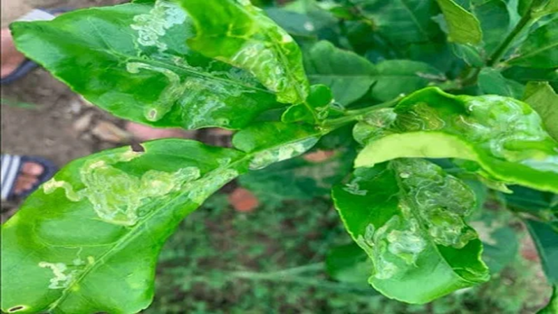 SÂU VẼ BÙA HẠI RAU MÀU VÀ THUỐC TRỊ SÂU VẼ BÙA HẠI RAU MÀU