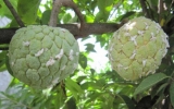 RỆP SÁP MÃNG CẦU VÀ THUỐC TRỊ RỆP SÁP MÃNG CẦU
