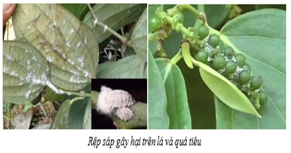 RỆP SÁP LÀ GÌ ? THUỐC TRỊ RỆP SÁP HIỆU QUẢ NHẤT HIỆN NAY