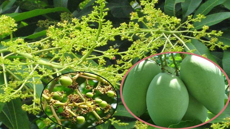 RỤNG QUẢ NON TRÊN CÂY ĂN TRÁI VÀ THUỐC TRỊ RỤNG QUẢ NON TRÊN CÂY ĂN TRÁI