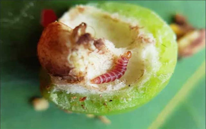 SÂU ĐỤC QUẢ, SÂU ĐỤC TRÁI VÀ THUỐC TRỊ SÂU ĐỤC QUẢ, SÂU ĐỤC TRÁI