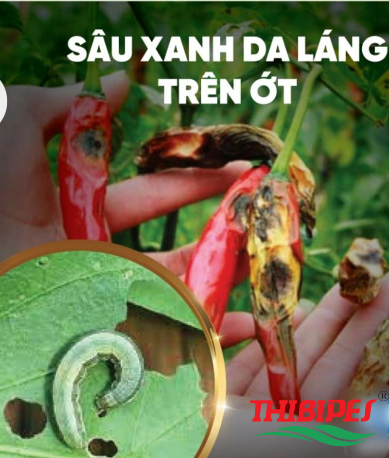 SÂU XANH DA LÁNG HẠI ỚT VÀ BIỆN PHÁP PHÒNG TRỪ
