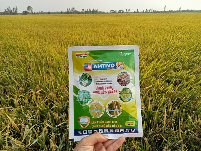 TẠI SAO NÊN PHUN AMTIVO 75WG - THUỐC ĐẶC TRỊ BỆNH ĐẠO ÔN CỔ BÔNG VÀ LEM LÉP HẠT LÚA