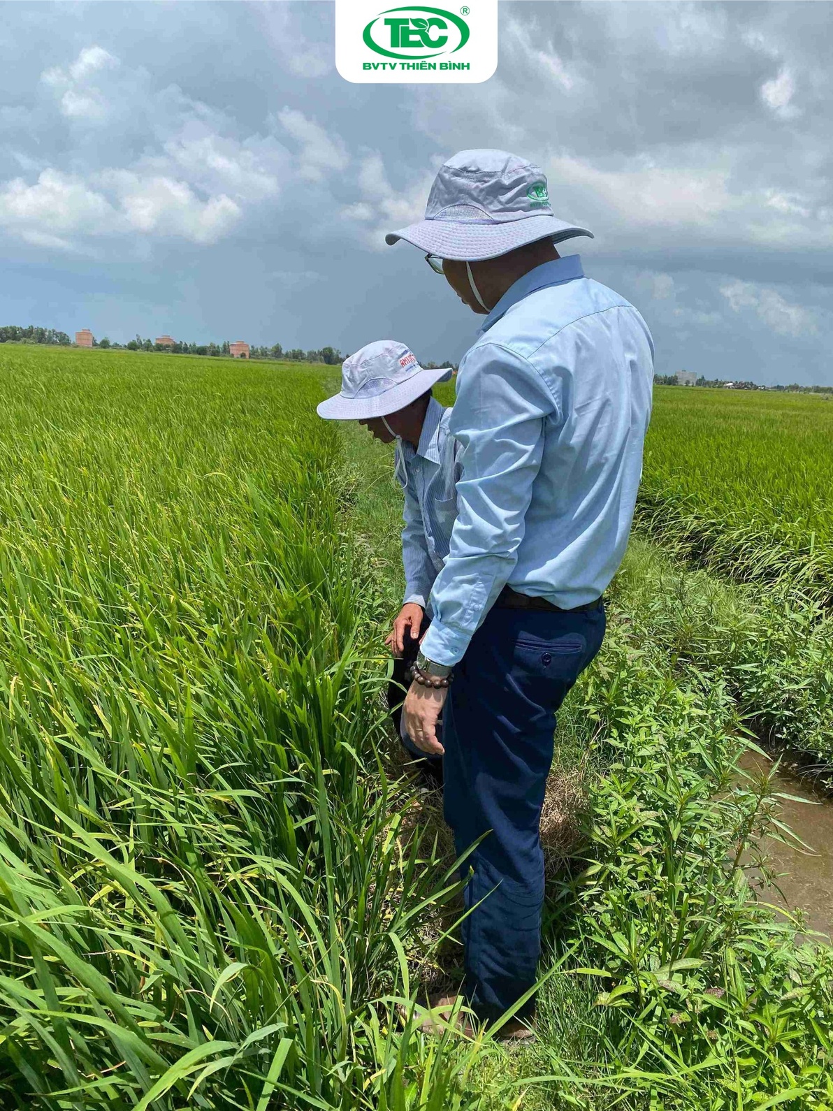 Bệnh Vàng Lá Trên Lúa: Nguyên Nhân, Triệu Chứng và Cách Phòng Trị