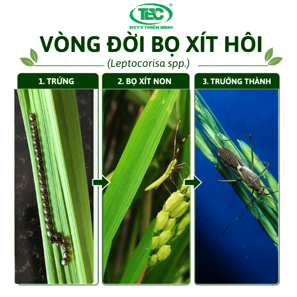 Vong-doi-va-dac-diem-nhan-dien-con-bo-xit-hoi