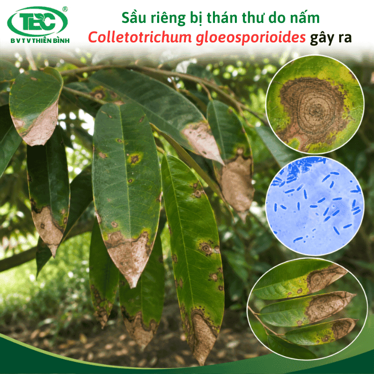 Sau-rieng-bi-than-thu-do-nam-Colletotrichum-gloeosporioides