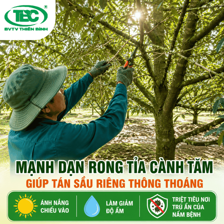 Rong-tia-canh-tam-giup-tan-sau-rieng-thong-thoang