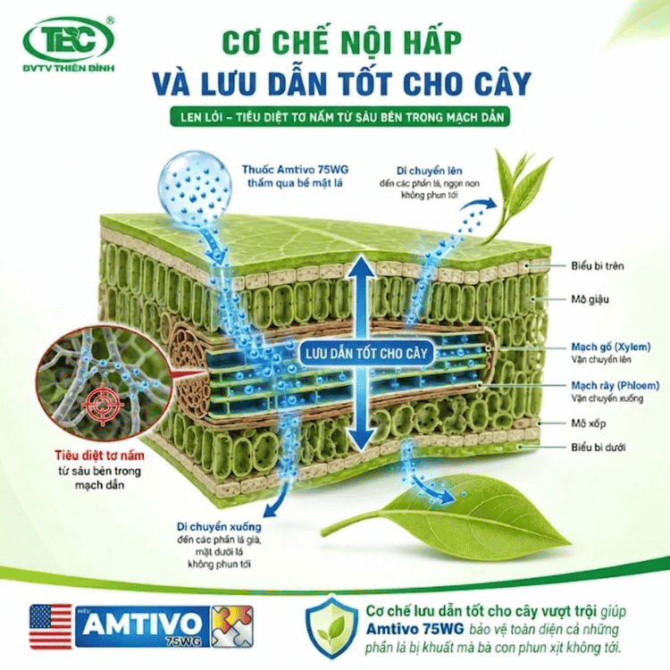 thuoc-noi-hap-va-luu-dan