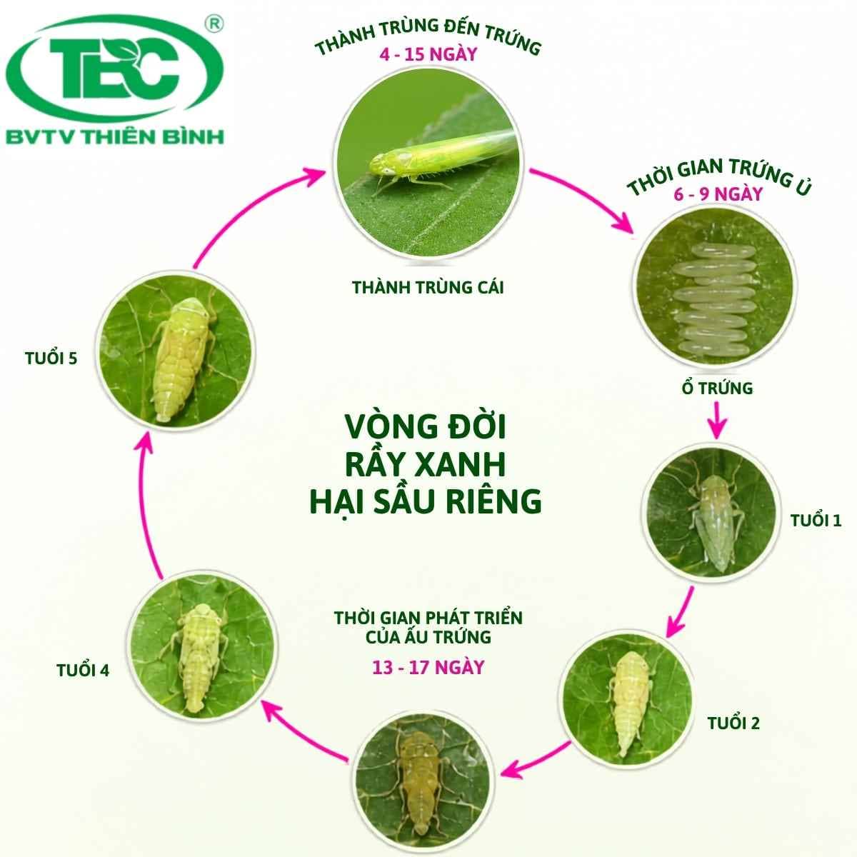 Hinh-anh-vong-doi-cua-ray-xanh-hai-sau-rieng