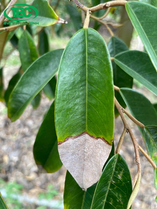 Lá cây sầu riêng bị cháy lá