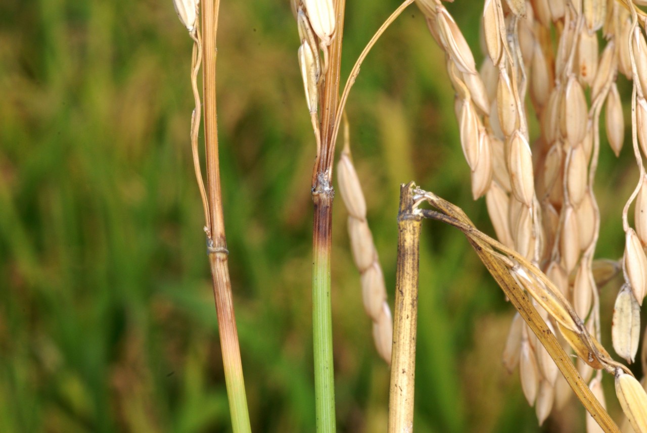 'Bệnh lem lép hạt trên lúa làm hạt lép đen và giảm năng suất'