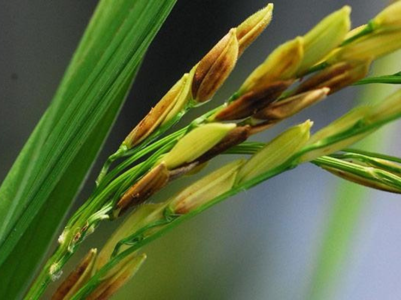 'Triệu chứng bệnh đạo ôn cổ bông trên lúa làm hạt bị lép và ngả nâu'