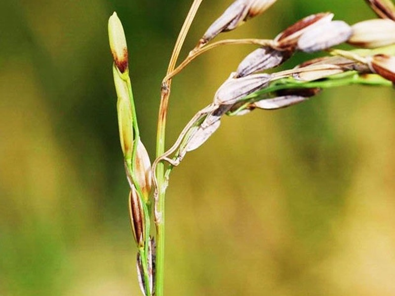 'Bệnh lem lép hạt trên lúa làm hạt lép đen và giảm năng suất'