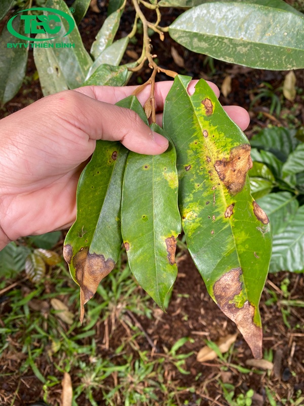 Lá cây sầu riêng bị đốm lá