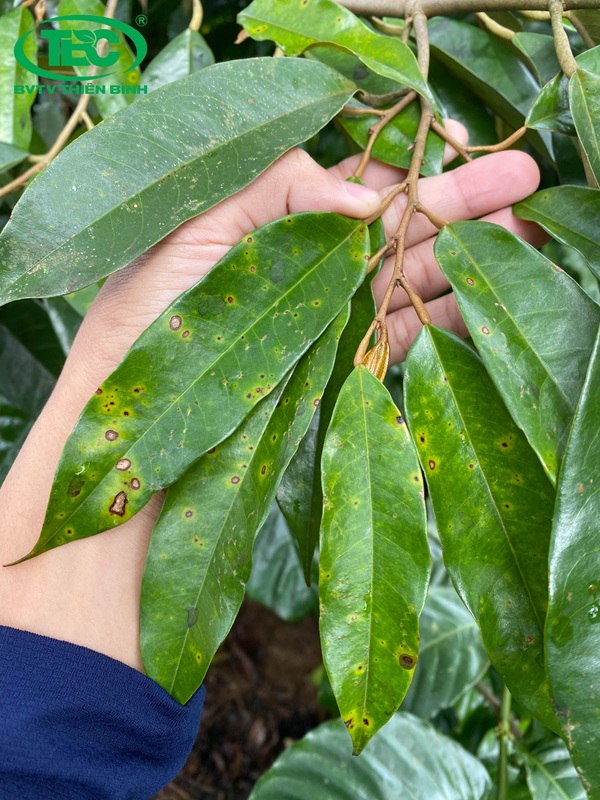 Lá sầu riêng bị đốm lá