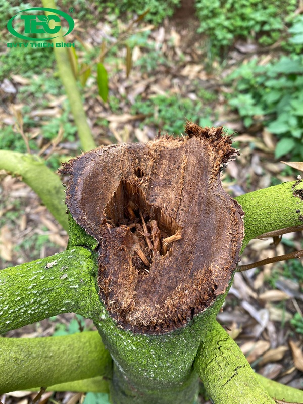 Cây Sầu Riêng bị nứt thân xì mũ