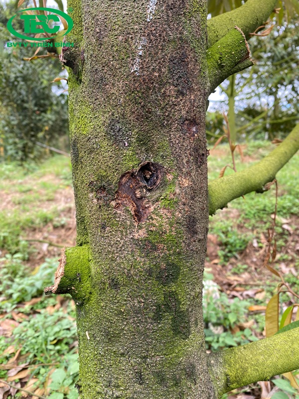 Cây Sầu riêng bị nứt thân xì mũ