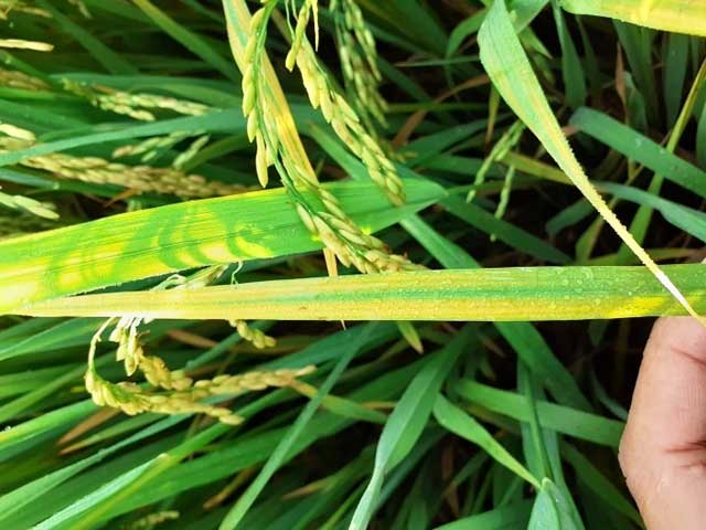 Triệu chứng bệnh vàng lá trên lúa – sọc vàng và đốm loang do nấm.