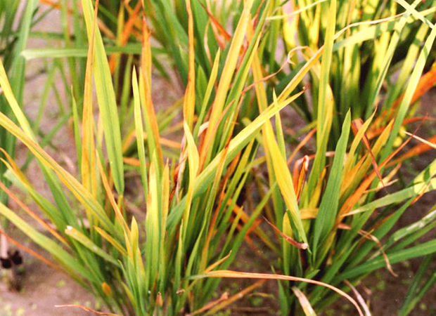 Ruộng lúa bị bệnh vàng lá nặng – lá úa vàng, sinh trưởng kém.