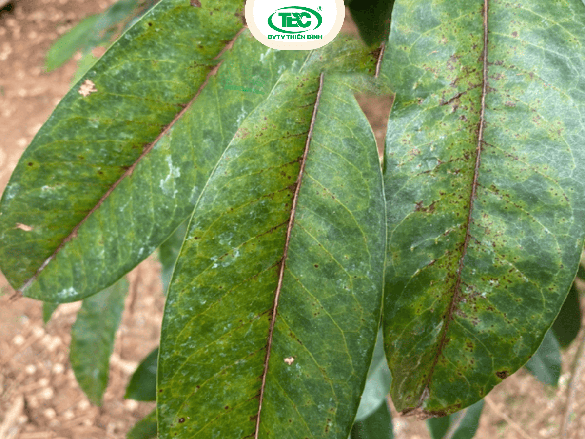 Bọ trĩ gây hại trên lá cây sầu riêng