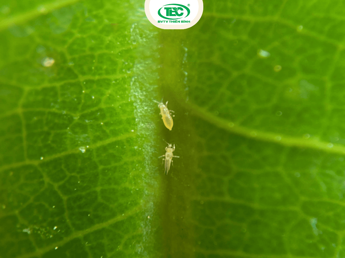 Bọ trĩ bắt đầu chích hút nhựa lá cây sầu riêng