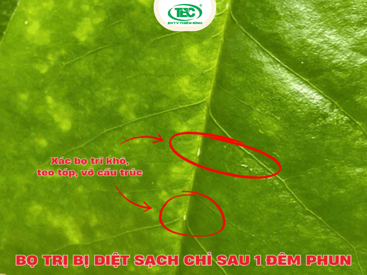 Hiệu quả của sản phẩm công ty Thuốc BVTV Thiên Bình khi tiêu diệt bọ trĩ hoàn toàn trên lá sầu riêng