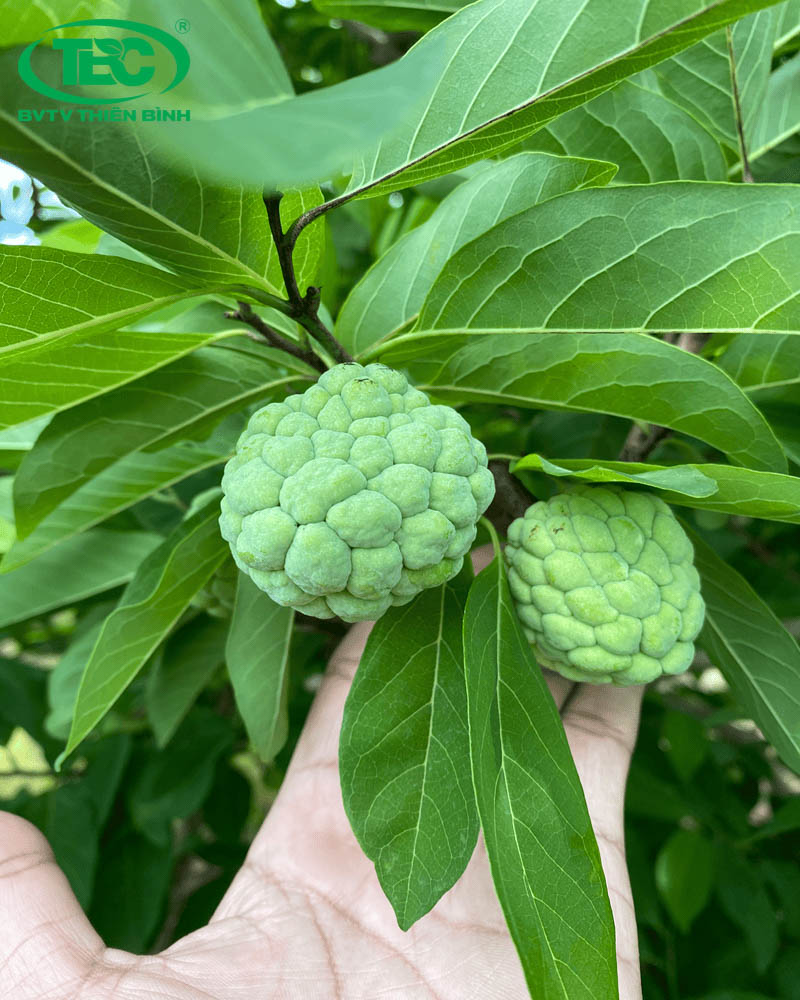 Trái mãng cầu ta