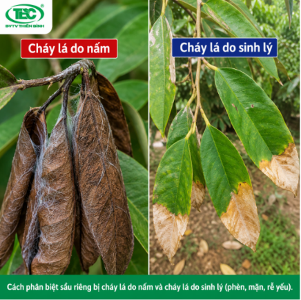 Phan-biet-chay-la-do-nam-va-sinh-ly
