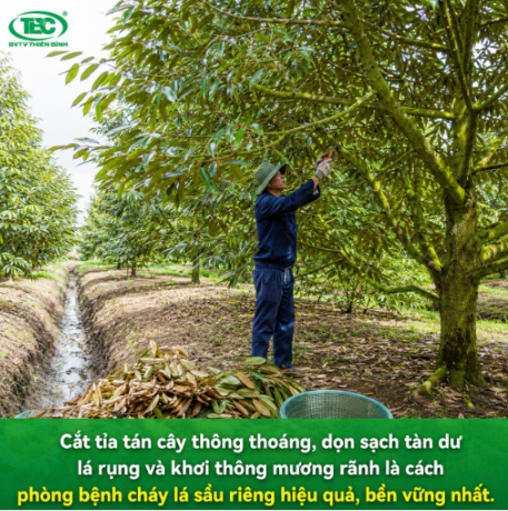 Cach-phong-benh-chay-la-sau-rieng-hieu-qua