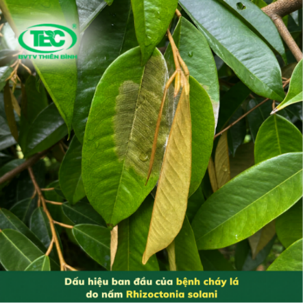 Dau-hieu-ban-dau-cua-benh-chay-la