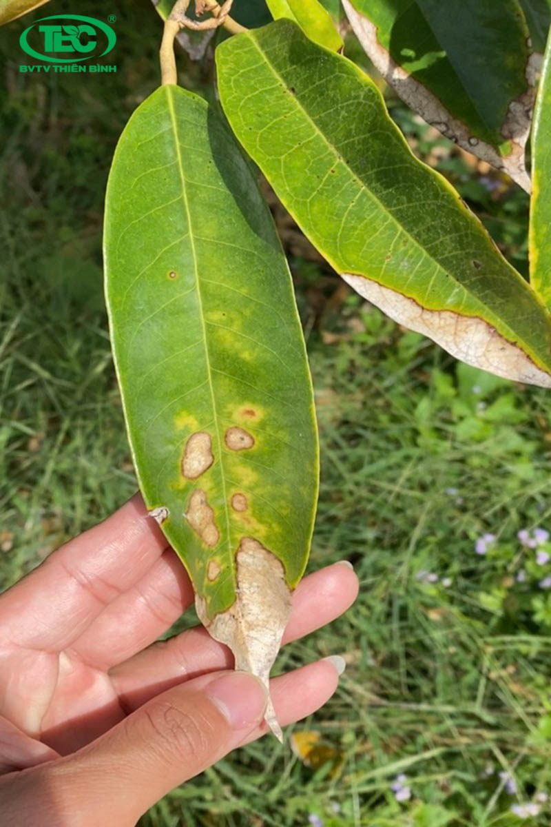 Lá sầu riêng bị bệnh đốm mắt cua
