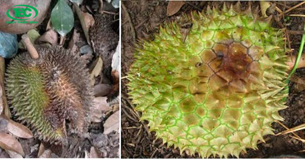 Quả sầu riêng bị bệnh đốm mắt cua