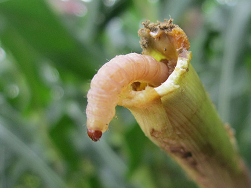 Sâu non sâu đục thân lúa đang phá hoại mô bên trong thân cây, gây héo dảnh, chết đọt và lép bông nghiêm trọng