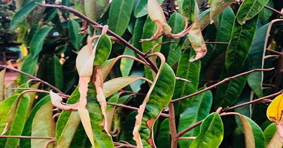 Rầy xanh gây hại trên lá sầu riêng