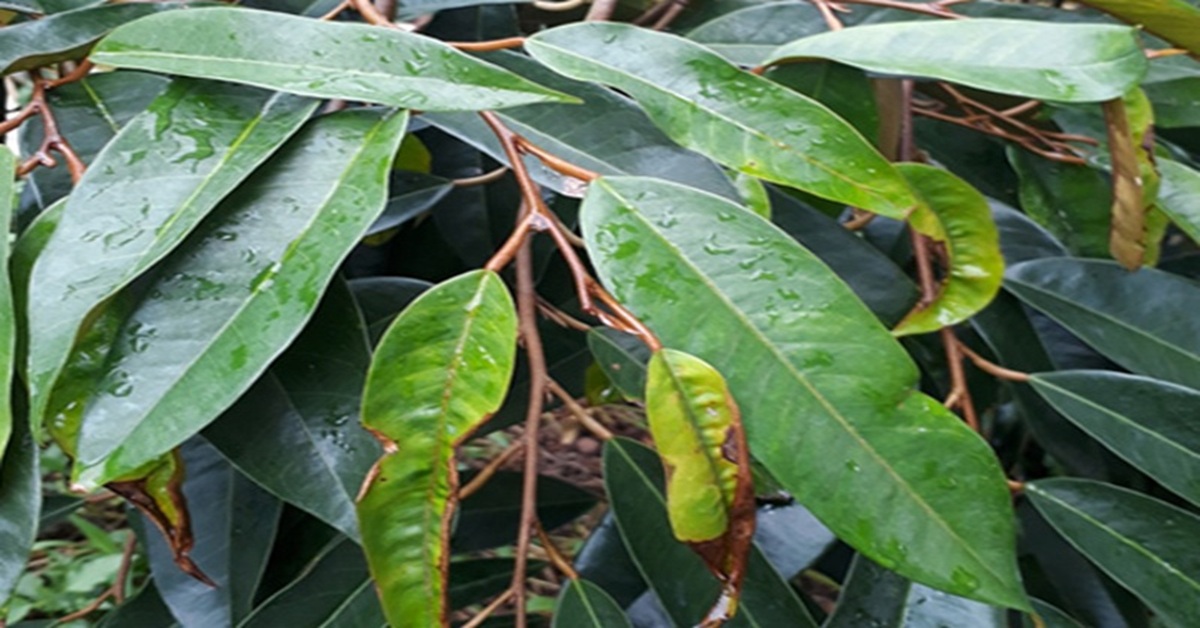 Rầy xanh gây hại trên lá sầu riêng