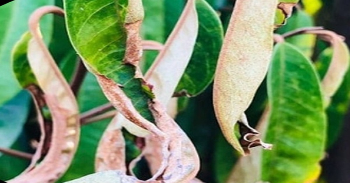Rầy xanh gây hại trên lá sầu riêng