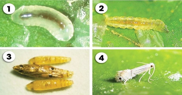 Vòng đời sinh trưởng của sâu vẽ bùa
