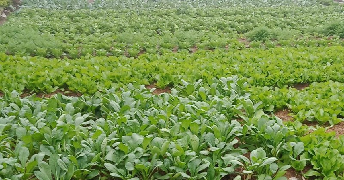 Vườn rau màu đã được vệ sinh tránh bị ảnh hưởng bởi các loại sâu bệnh hại