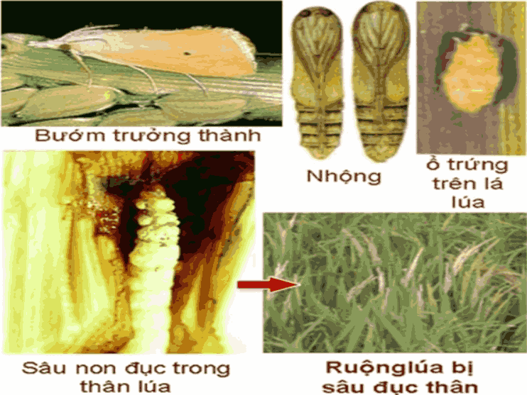 Vòng đời sâu đục thân lúa 