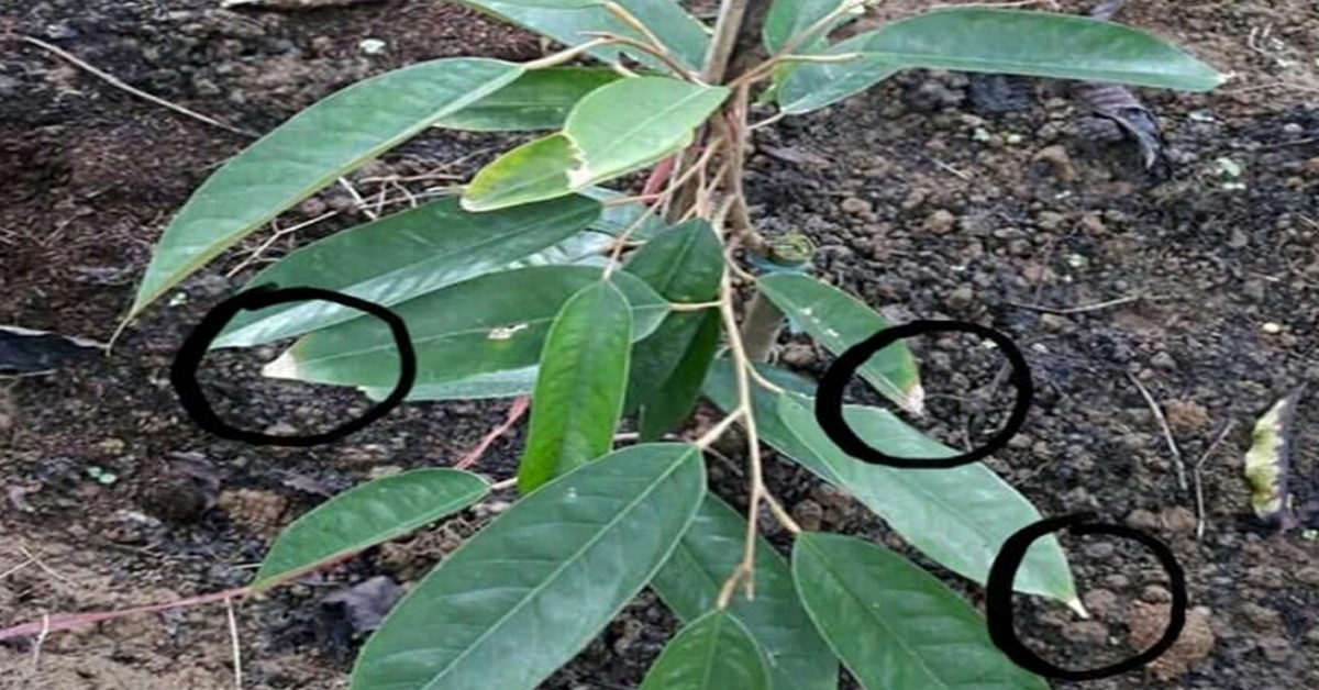 Chót lá sầu riêng bắt đầu chớm nở bệnh thán thư