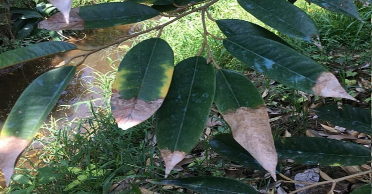 Lá sầu riêng bị bệnh thán thư