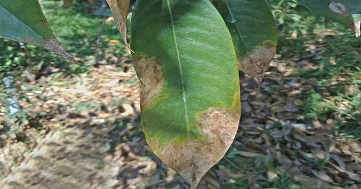 Lá già của cây sầu riêng bị bệnh thán thư