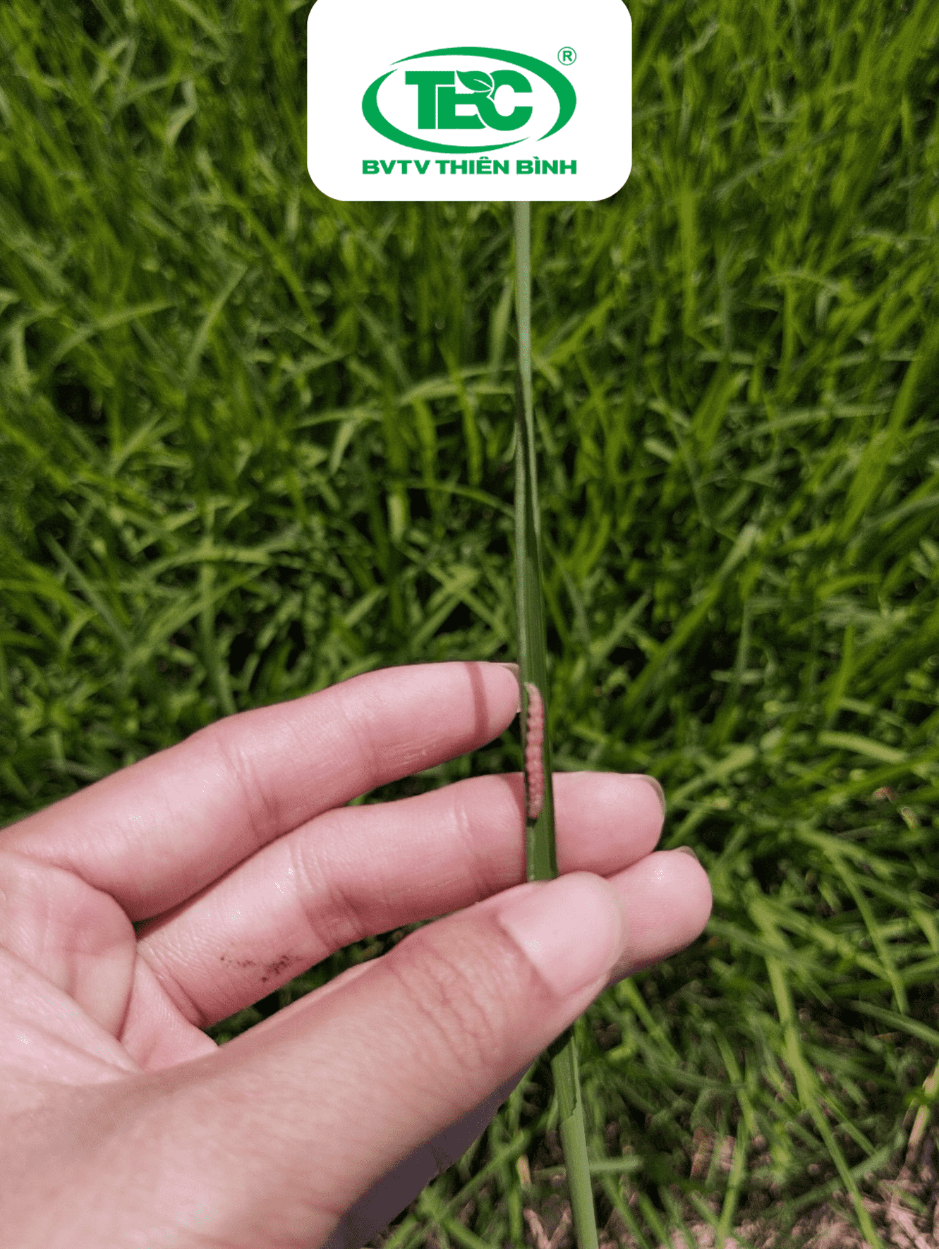 sâu cuốn lá non chưa cuốn lá, sâu cuốn lá đầu vụ, phòng trừ sâu cuốn lá hiệu quả