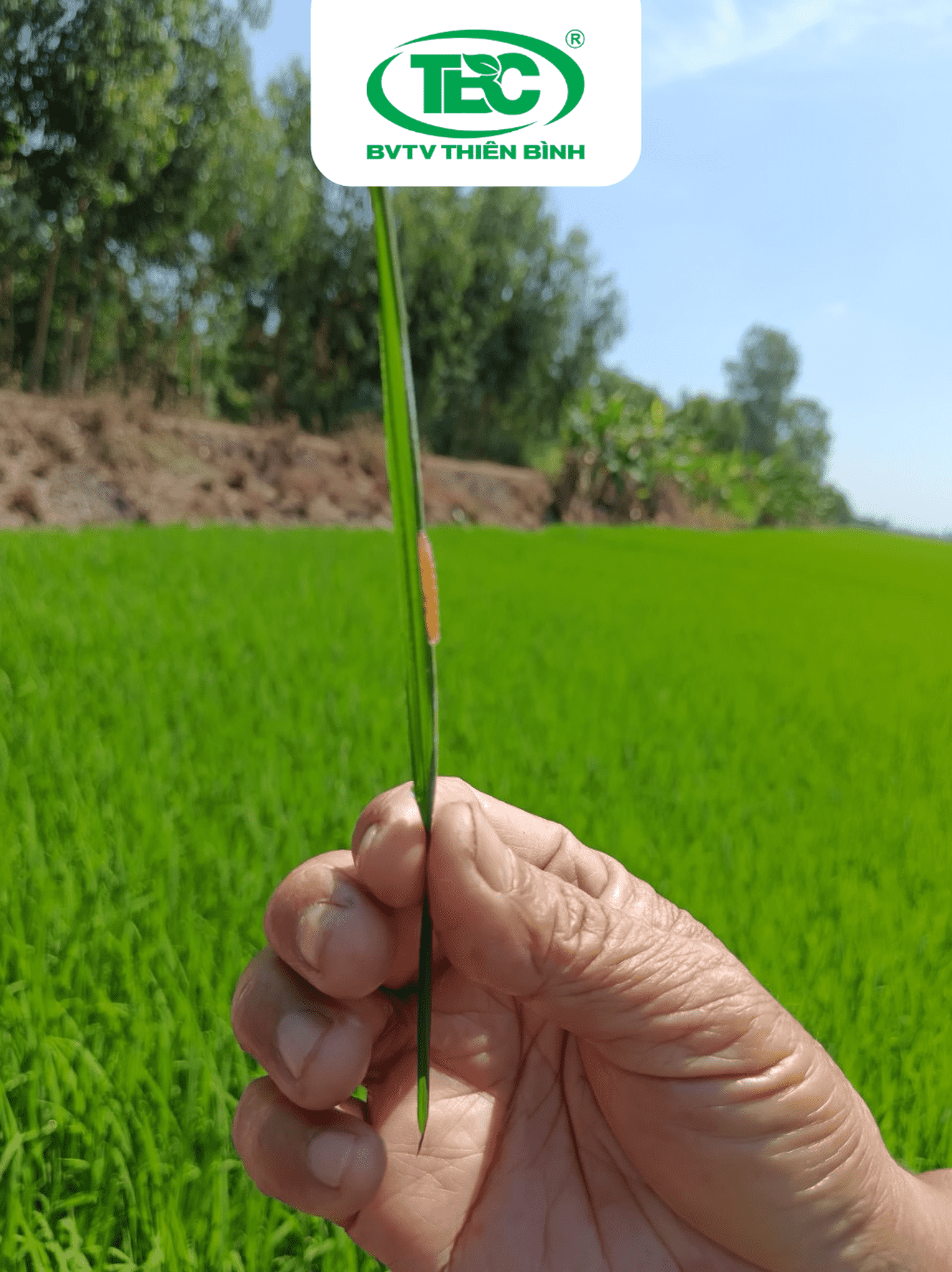 sâu cuốn lá tuổi nhỏ trên lá lúa, sâu non giai đoạn đầu, sâu cuốn lá chưa cuốn lá